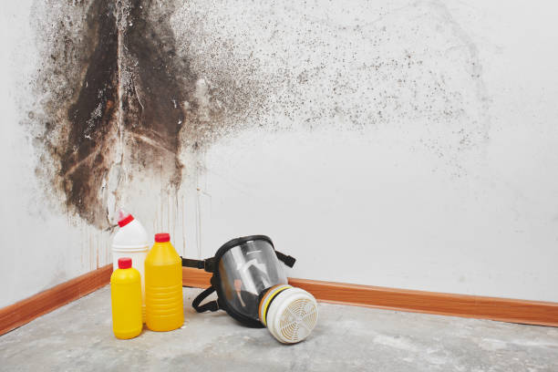 Best Mold Removal Near Me  in Hazelwood, MO