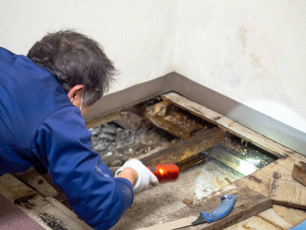 Best Professional Mold Removal  in Hazelwood, MO