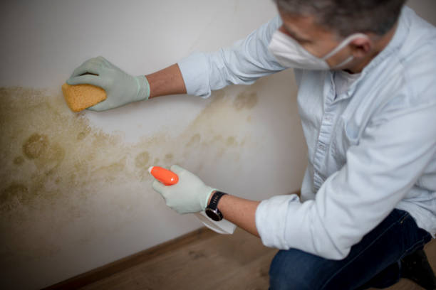 Best Best Mold Removal Companies  in Hazelwood, MO