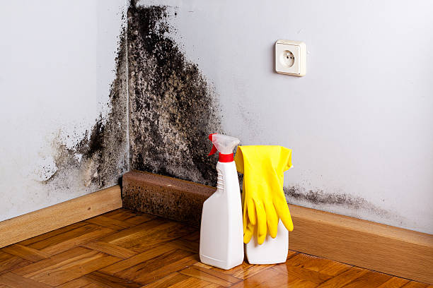 Best Emergency Mold Removal  in Hazelwood, MO