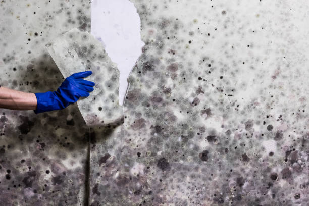 Best Mold Testing  in Hazelwood, MO