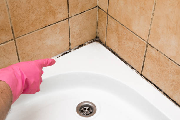 Best Black Mold Removal  in Hazelwood, MO